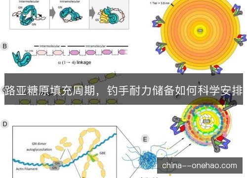 路亚糖原填充周期，钓手耐力储备如何科学安排